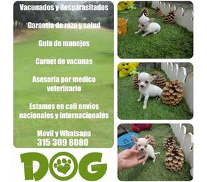 Venta de hermosos cachorros CHIHUAHUA finos