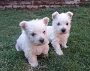 Westy Terrier Hermosos