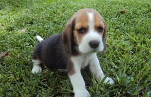 beagle puros en venta