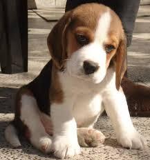 beagle tricolor de primera calidad