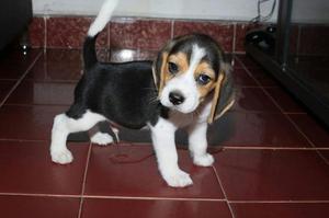 cachorro beagle