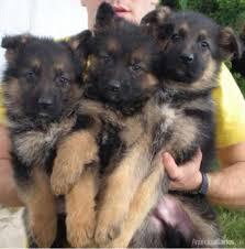 cachorros de pastor aleman