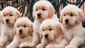 golden cachorros