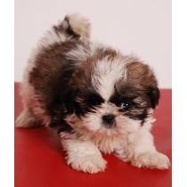 hermosos shih tzu en venta directa Cerca aeropuerto el