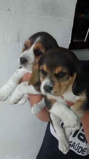 vendo cachorros beagle se entregan vacunados, desparasitados