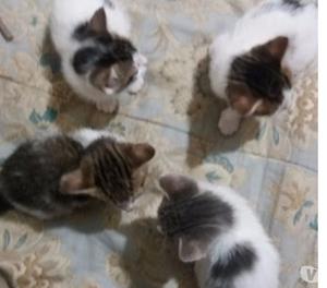 Adopta gatitos