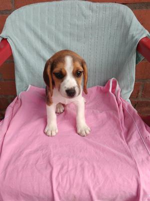 Beagle Tricolor