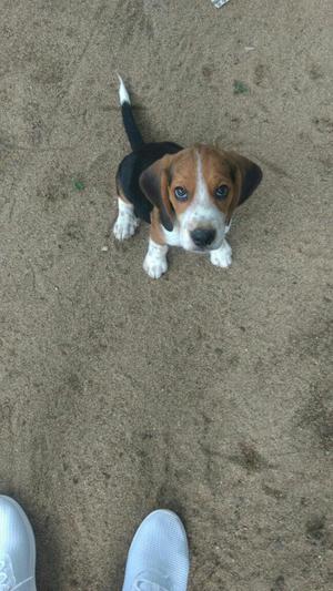 Cachorros Beagle