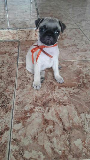 Cachorros Pug Carlino