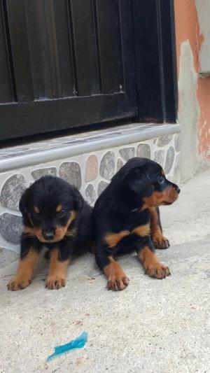 Cachorros Rottweiler