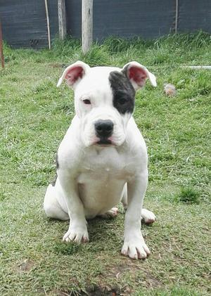 Cruce Bulldog Pitbull Blue