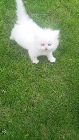 Gata Persa