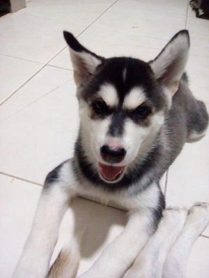Hermosa Husky Siberian de tres meses.