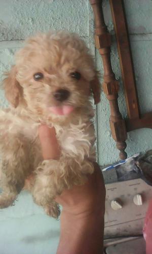 Hermosos French Poodle Tacita de Te