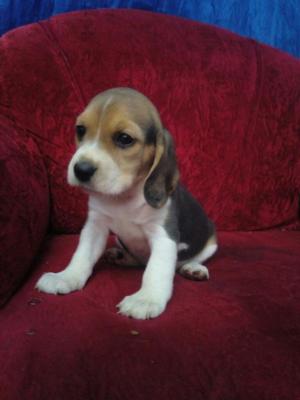 Hermosos beagle mini tricolor vacunados y desparasitados