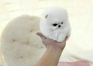 Pomerania Teacup