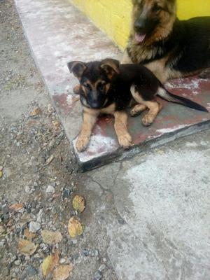 Se Vende Cachorra Pastor Aleman