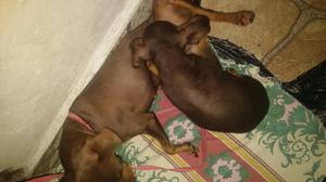 Se Vende Lindo Pinscher Se Llama Jeico.