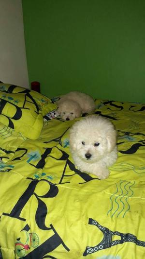 cachorros french poodle