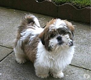 regala shih tzu 3 meses para amor y amistad solo machos vacu