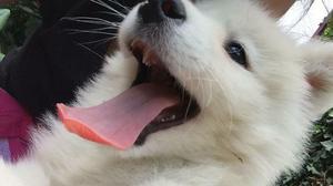 Cachorros Samoyedo