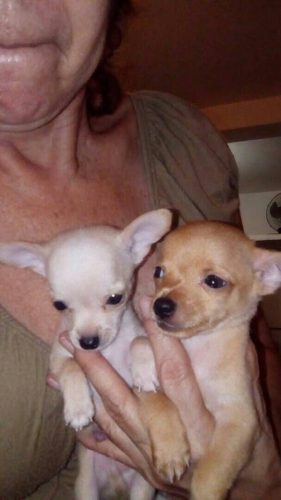 Chihuahuas Cachorros