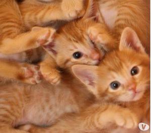 GATOS HIJOS DE MAMA ANGORA PAPA SIAMES