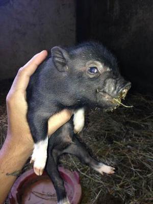 Mini Pig Cerdo Manto Negro Con Blanco