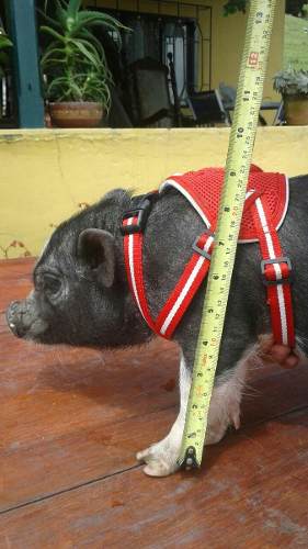 Mini Pig Criadero Vendo Cerdo Puro Barato Minipig Miniatura