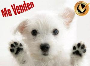 Perro Westy Terrier Certificado Pureza Gratis Cama + Vacunas