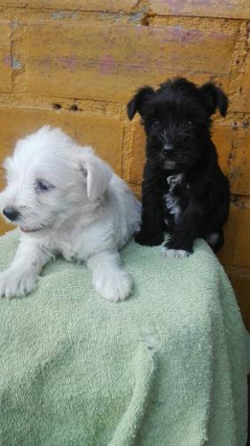 Schnauzer Snauzer Cachorros Hermosos Blanco Gris Negro Puros