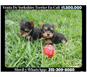 Cachorros Yorkshire Terrier Finos
