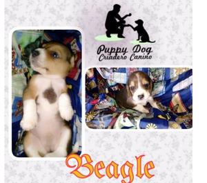 Disponibles Beagle Cachorros Garantizados