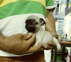 Venta de. Cachorros pug
