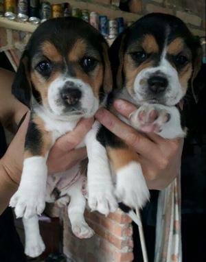 Bellezas de Beagle