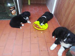 Border Collie Cachorros