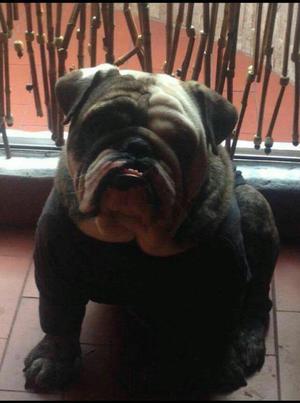 Bulldog Ingles para Monta