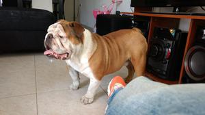 Bulldog Ingles para Montas