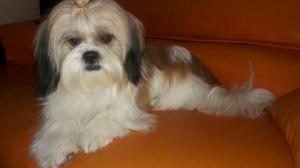 Busco Novio Shih Tzu