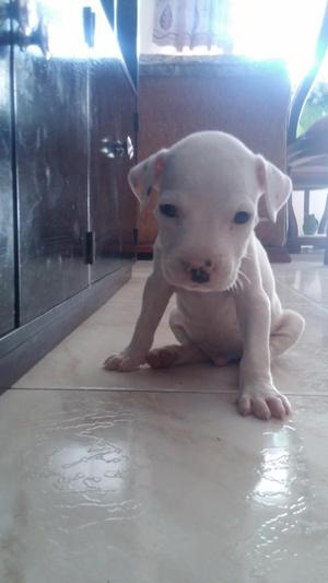 CACHORRO PITBULL STANFORD