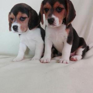 Cachorras Beagle