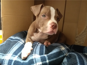 Cachorro Pitbull 2 meses lindo