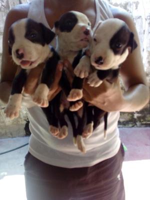 Cachorros Pitbull