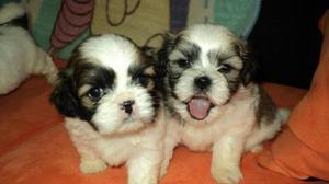 Cachorros machos y hembras shih tzu