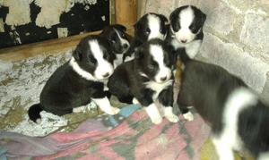 Cochorros Border Collie