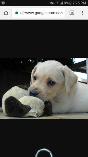 Deseo Adoptar Cachorro Labrador