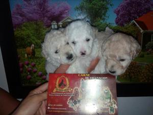 Ejemplares de Mini Toy Poodle Criadero Certificado