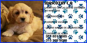 ¡GOLDEN RETRIEVER! hermosos cachorros puros!