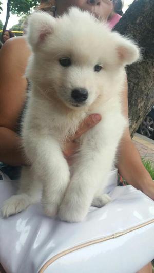 Hermosas Samoyedas