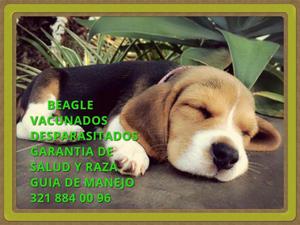 Hermoso Cachorritos Beagle